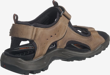 ECCO Hiking Sandals in Brown