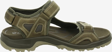 ECCO Sandalen in Groen