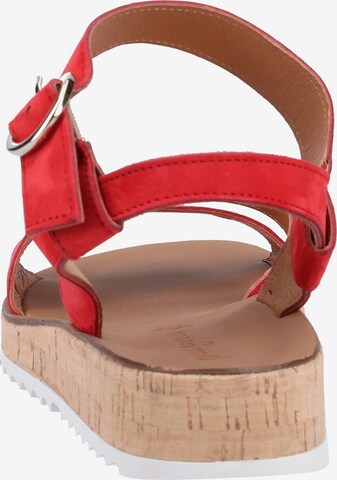 Paul Green Sandalen met riem in Rood