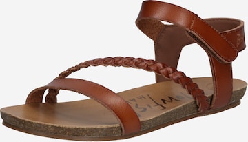 Sandalo con cinturino 'GOYA' di Blowfish Malibu in marrone: frontale