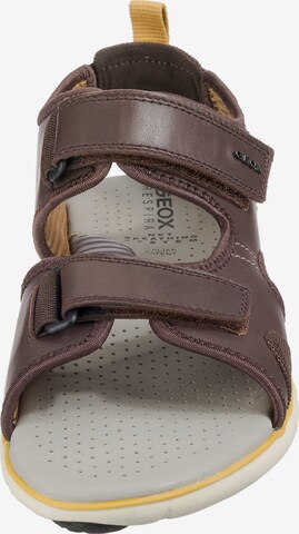 GEOX Sandalen in Bruin