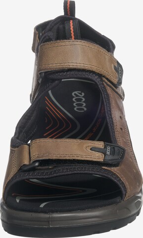 ECCO Hiking Sandals in Brown