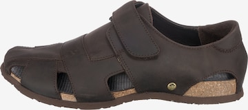 PANAMA JACK Sandals in Brown