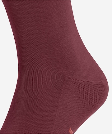 FALKE Socks 'Tiago' in Red