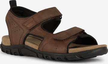 GEOX Sandals in Brown: front