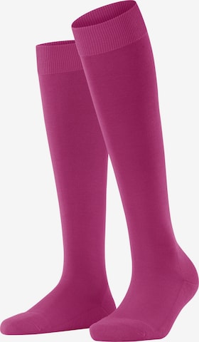 FALKE Knee High Socks 'ClimaWool' in Purple: front