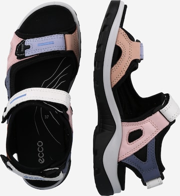 purpurinė ECCO Sportinio tipo sandalai 'Offroad'