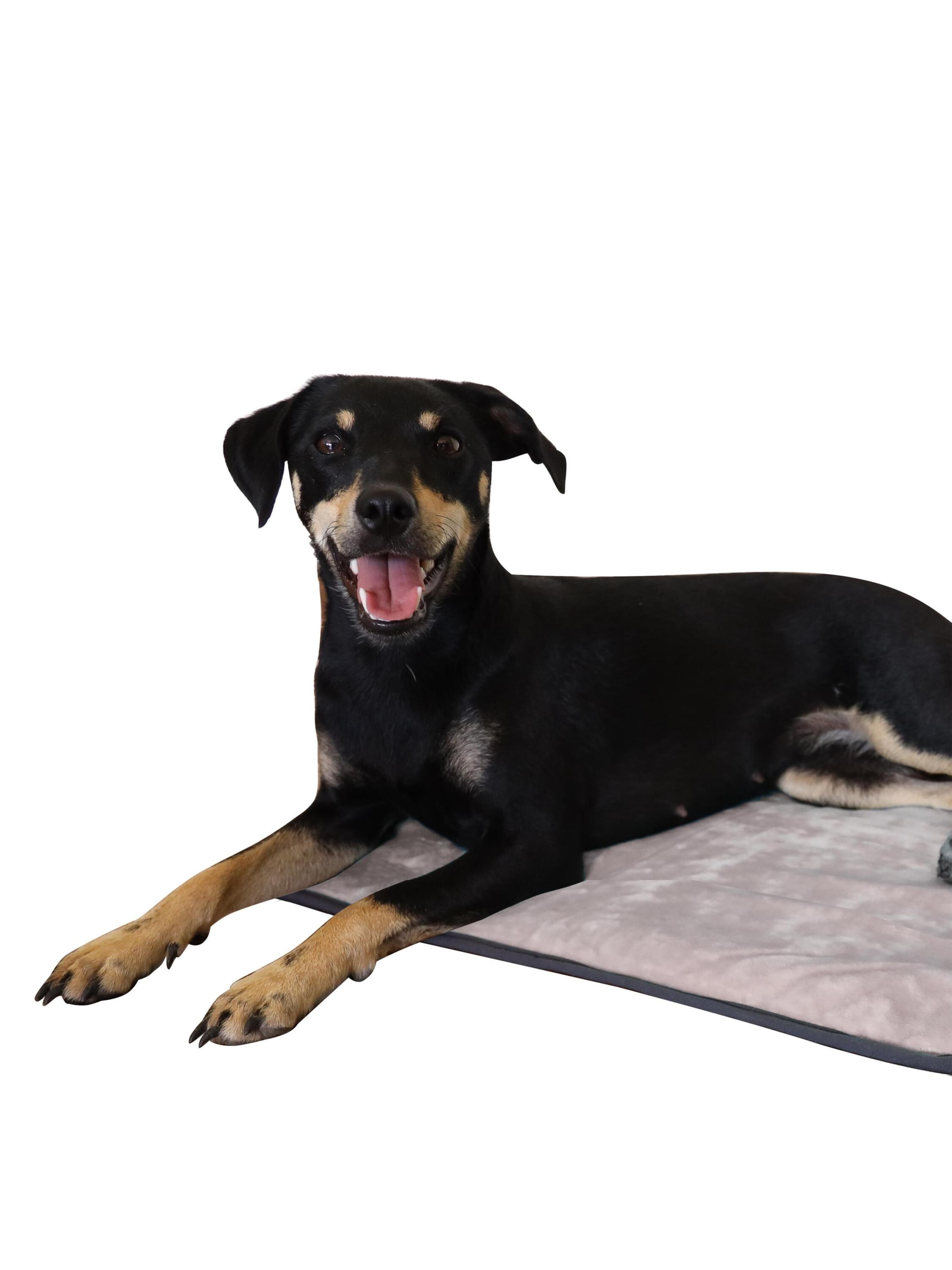 Aspero Hundedecke 'Lund' in Beige