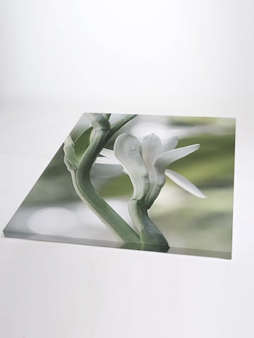 Liv Corday Image 'Polianthes Tuberosa' in White