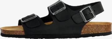 Zoccoletto di Plakton in nero: frontale