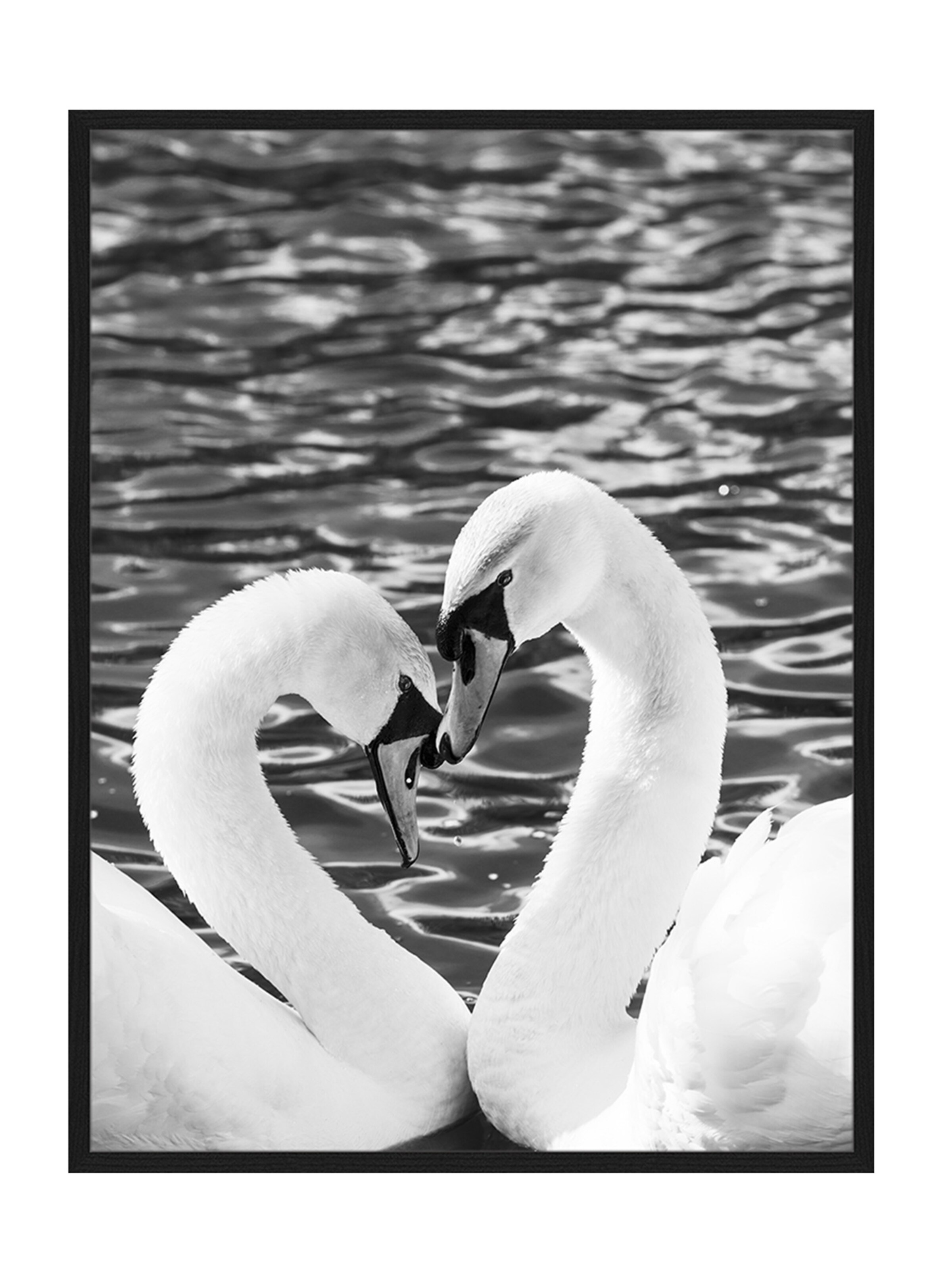 Liv Corday Image 'Courting Whooper Swans' in Black: front