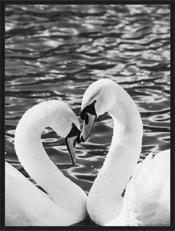 Liv Corday Bild  'Courting Whooper Swans' in Schwarz: predná strana