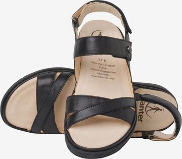 Ganter Sandalen met riem in Zwart