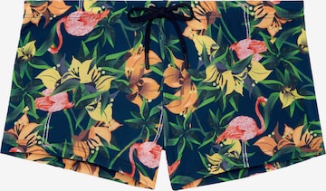 Shorts de bain ' Flamingo ' HOM en bleu : devant