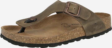 SALAMANDER Klipklappere i brun: forside