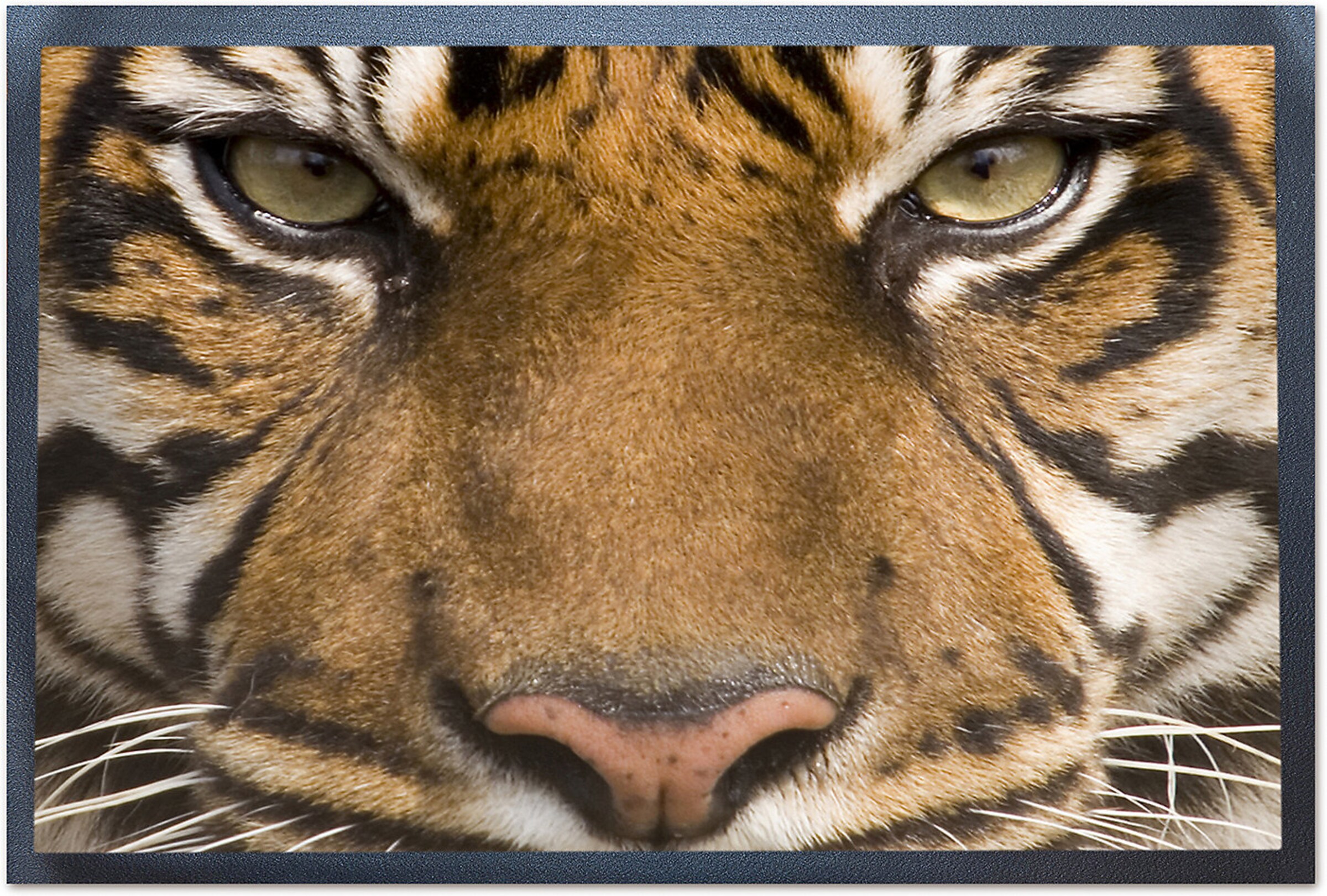 ACHOKA® Fußmatte "Tiger" 40x60 cm in Pueblo 