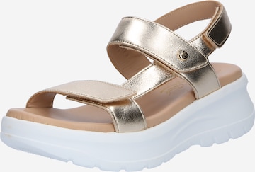 PANAMA JACK Sandal 'Noor' i guld: framsida