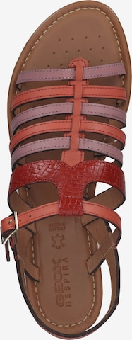 GEOX Sandalen met riem in Gemengde kleuren