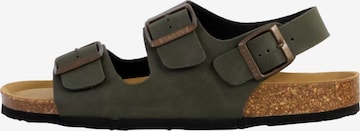 Zoccoletto di Plakton in verde: frontale