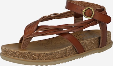 Blowfish Malibu Strap sandal 'FILI' in Brown: front