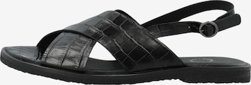 Ca'Shott Sandals ' CASGITTA ' in Schwarz: Vorderseite