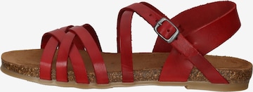 COSMOS COMFORT Sandalen met riem in Rood