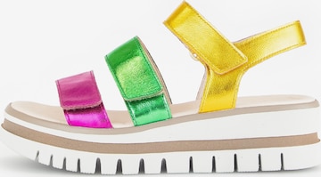 GABOR Sandals in Mixed colors