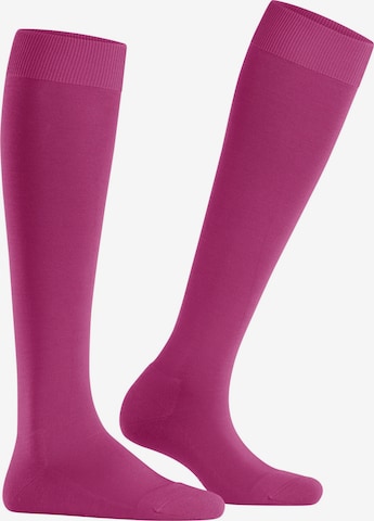 FALKE Kniestrümpfe 'ClimaWool' in Lila: Vorderseite
