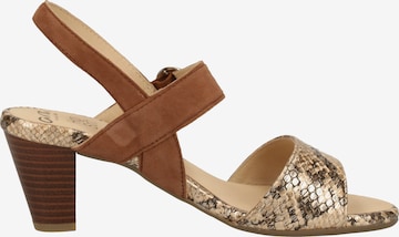 ARA Strap Sandals in Brown