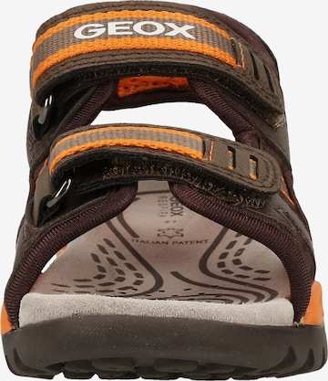 GEOX Sandals 'Borealis B. D' in Brown