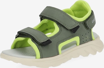 Chaussures ouvertes GEOX en vert : devant