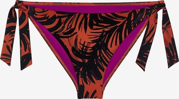 TRIUMPH Bikini bottom ' Red Label Summer Palm ' in Brown: front