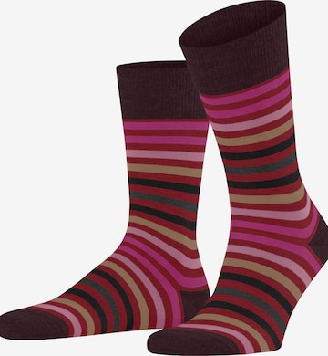 FALKE Socks 'Tinted Stripe' in Red: front