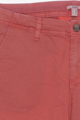 ESPRIT Shorts in L in Pink