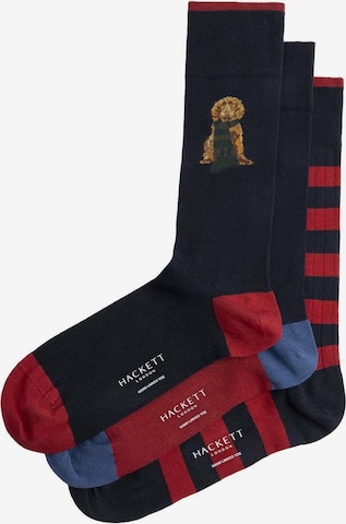 Chaussettes 'Harry' Hackett London en bleu : devant
