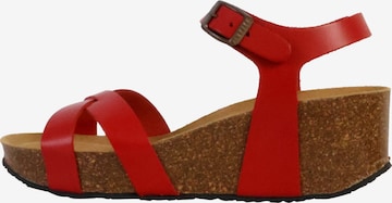Sandalo di Plakton in rosso: frontale