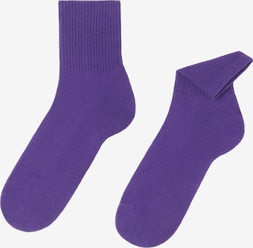 CALZEDONIA Socken in Lila: predná strana