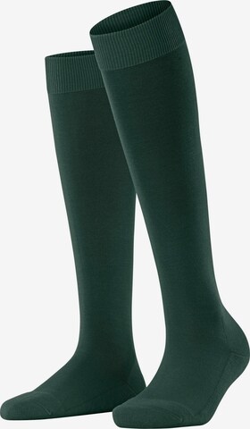 FALKE Kniestrümpfe 'ClimaWool' in Grün: Vorderseite