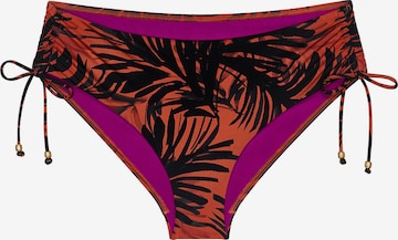 Bas de bikini ' Red Label Summer Palm ' TRIUMPH en marron : devant