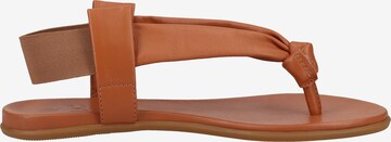 ILC T-Bar Sandals in Brown