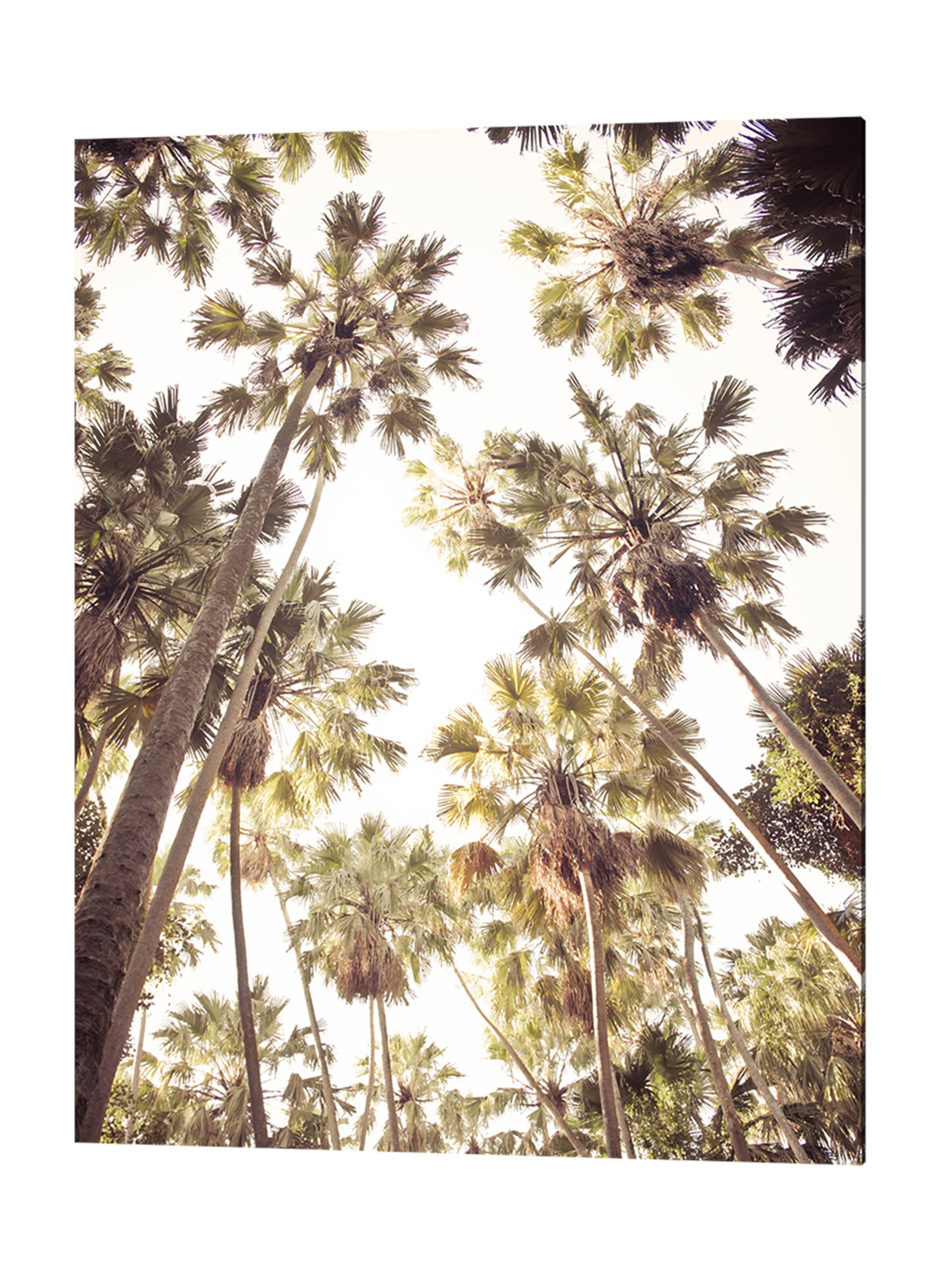 Männer Wohn-Accessoires Liv Corday Bild  'Palm Tree' in Anthrazit - ET43061