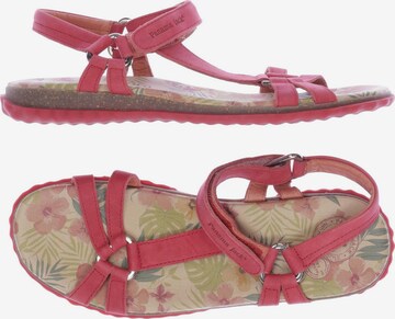 PANAMA JACK Sandals & High-Heeled Sandals in 41 in Pink: front
