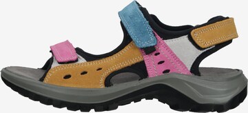 IMAC Hiking Sandals in Mixed colors