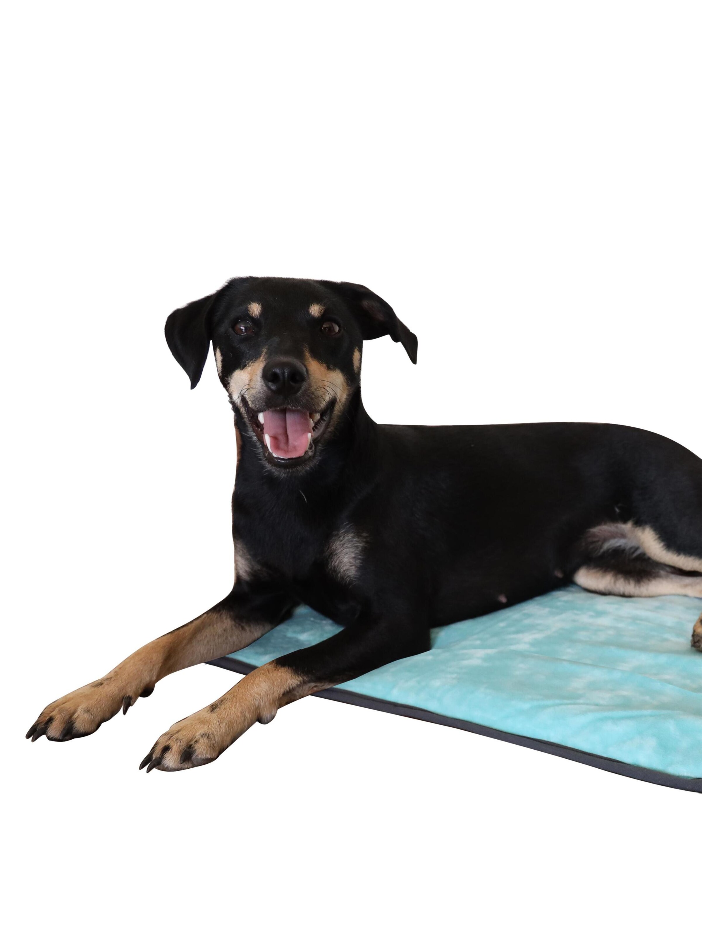 Aspero Hundedecke 'Lund' in Blau