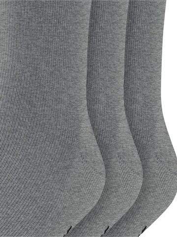 FALKE Socks 'Family 3-Pack' in Grey