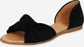 Sandalo di Apple of Eden in nero: frontale