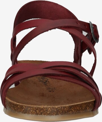 COSMOS COMFORT Sandalen met riem in Rood