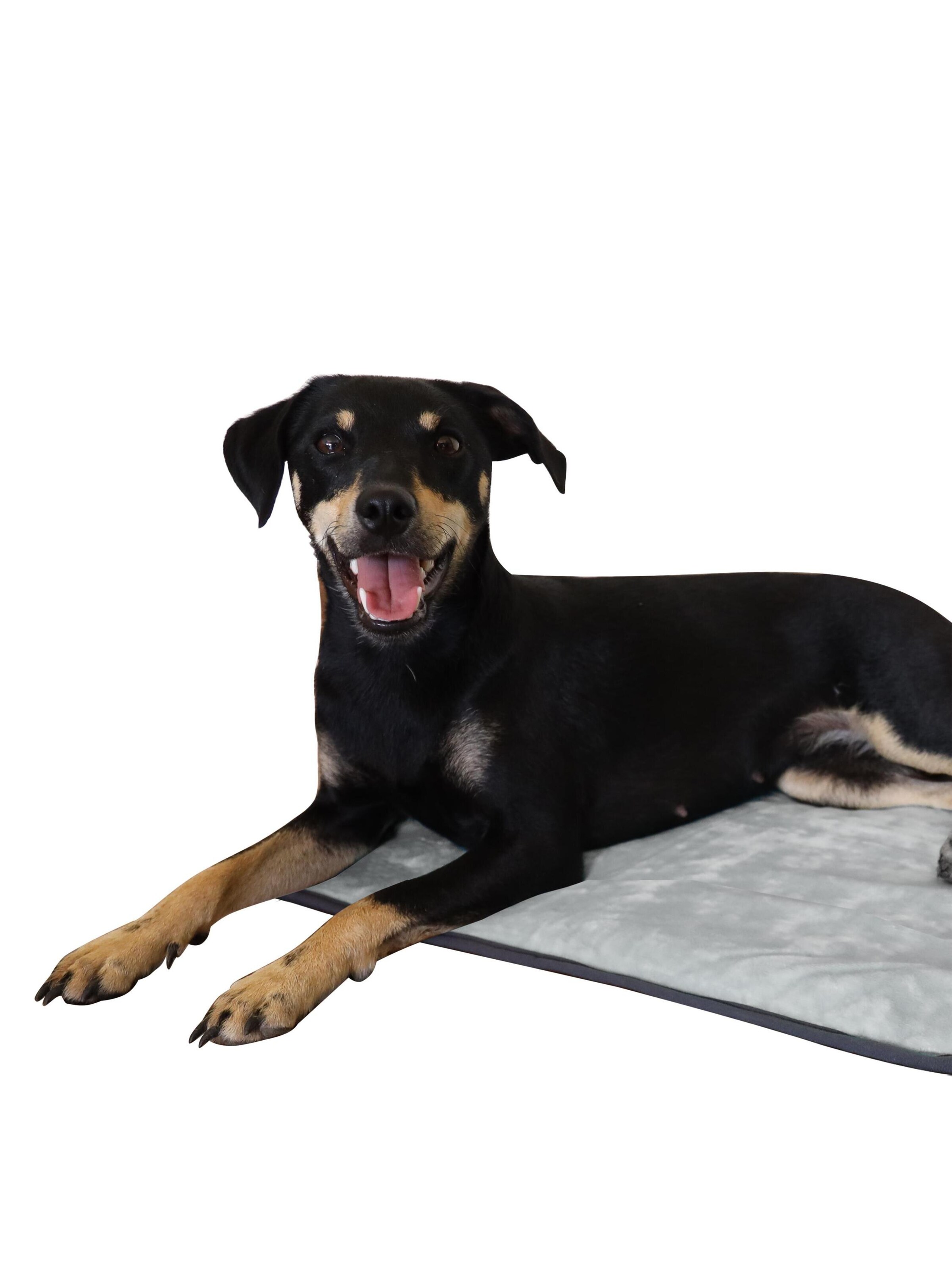 Accessoires pour animaux 'Lund' Aspero en gris