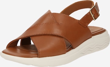 GEOX Sandals in Brown: front