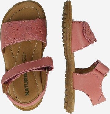 NATURINO Sandale 'BEGONIA' in Pink